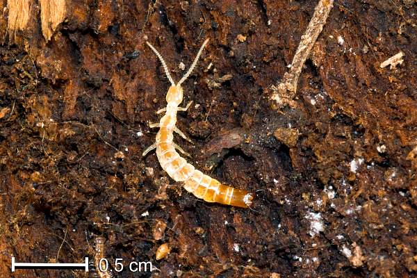   Diplura